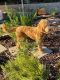 Golden Doodle Puppies for sale in Murrieta, CA 92563, USA. price: NA