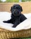Golden Doodle Puppies for sale in Whitwell, TN 37397, USA. price: NA