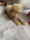 Golden Doodle Puppies for sale in 3257 NE Arthur St, Minneapolis, MN 55418, USA. price: NA