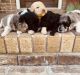 Golden Doodle Puppies for sale in Cullman, AL, USA. price: NA