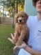Golden Doodle Puppies for sale in Hampstead, NC, USA. price: $1,800