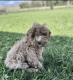 Golden Doodle Puppies for sale in American Fork, UT 84003, USA. price: $2,500
