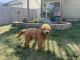 Golden Doodle Puppies for sale in Altoona, IA, USA. price: NA