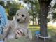 Golden Doodle Puppies for sale in Woodward, OK 73801, USA. price: NA