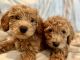 Golden Doodle Puppies for sale in Zephyrhills, FL, USA. price: NA