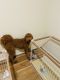 Golden Doodle Puppies for sale in Plano, TX 75075, USA. price: $3,000