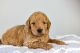 Golden Doodle Puppies for sale in Oxford Charter Township, MI, USA. price: $1,200