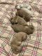Golden Doodle Puppies for sale in Thief River Falls, MN 56701, USA. price: NA