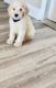 Golden Doodle Puppies for sale in Menifee, CA, USA. price: $1,000