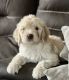 Golden Doodle Puppies for sale in Sacramento, CA, USA. price: $1,600
