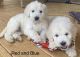Golden Doodle Puppies for sale in King, NC, USA. price: $500