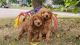 Golden Doodle Puppies for sale in Knoxville, TN, USA. price: $1,000