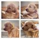 Golden Doodle Puppies for sale in Lake Mary, FL 32746, USA. price: $1,850