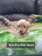 Golden Doodle Puppies for sale in 3064 Newell Ave, Fredericksburg, IA 50630, USA. price: $700