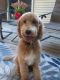 Golden Doodle Puppies for sale in Saranac, MI 48881, USA. price: NA