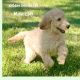 Golden Doodle Puppies for sale in Sugar Land, TX, USA. price: $1,050