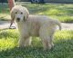 Golden Doodle Puppies for sale in Sugar Land, TX, USA. price: $1,050