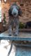 Golden Doodle Puppies for sale in Milton, FL, USA. price: NA