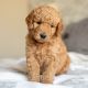 Golden Doodle Puppies for sale in Murrieta, CA, USA. price: $2,000