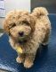Golden Doodle Puppies for sale in Tallahassee, FL, USA. price: NA