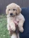 Golden Doodle Puppies for sale in Springfield, MO, USA. price: NA