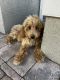 Golden Doodle Puppies for sale in Fort Myers, FL, USA. price: NA