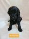 Golden Doodle Puppies for sale in Charlotte, NC 28269, USA. price: $800