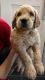 Golden Doodle Puppies for sale in Fort Wayne, IN, USA. price: $450