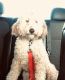 Golden Doodle Puppies for sale in Grand Rapids, MI 49525, USA. price: $500