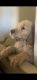 Golden Doodle Puppies for sale in Yucaipa, CA, USA. price: NA