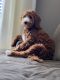 Golden Doodle Puppies for sale in Elk River, MN 55330, USA. price: NA