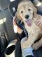 Golden Doodle Puppies for sale in Wellington, FL, USA. price: $2,000