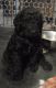 Golden Doodle Puppies for sale in Spring, TX 77379, USA. price: NA