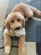 Golden Doodle Puppies for sale in Radcliff, KY, USA. price: $500