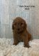 Golden Doodle Puppies for sale in Fulton, KY 42041, USA. price: NA