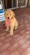 Golden Doodle Puppies for sale in Tucson, AZ, USA. price: $1,300