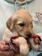 Golden Doodle Puppies for sale in Bardstown, KY 40004, USA. price: $700