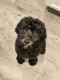 Golden Doodle Puppies for sale in Spring, TX 77373, USA. price: NA