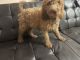 Golden Doodle Puppies for sale in Crescent City, FL 32112, USA. price: $695