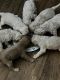 Golden Doodle Puppies for sale in Port Huron, MI, USA. price: NA