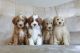 Golden Doodle Puppies for sale in Chouteau, OK 74337, USA. price: $1,750