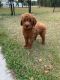 Golden Doodle Puppies for sale in Galivants Ferry, SC 29544, USA. price: NA