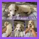Golden Doodle Puppies for sale in Winchester, TN 37398, USA. price: $1,500