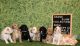 Golden Doodle Puppies for sale in Taft, CA, USA. price: NA