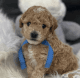 Golden Doodle Puppies for sale in Iowa Falls, IA 50126, USA. price: $900