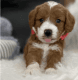 Golden Doodle Puppies for sale in Iowa Falls, IA 50126, USA. price: $1,600