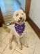 Golden Doodle Puppies for sale in Norwood Young America, MN, USA. price: $1,500