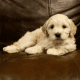 Golden Doodle Puppies for sale in Cody, WY 82414, USA. price: NA