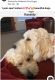 Golden Doodle Puppies for sale in Golden Valley, AZ 86413, USA. price: $1,600