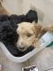 Golden Doodle Puppies for sale in Buckeye, AZ, USA. price: NA